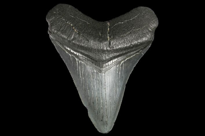 3.48" Fossil Megalodon Tooth - South Carolina